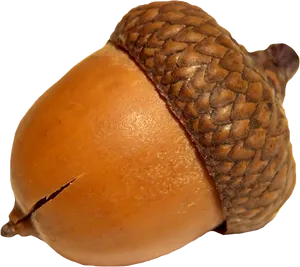 Close Up Acorn Texture PNG Image