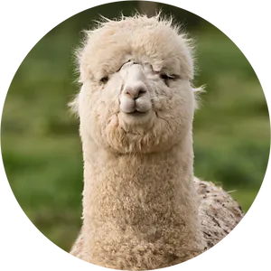 Close Up Alpaca Portrait PNG Image