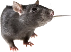 Close Up Black Rat Transparent Background PNG Image