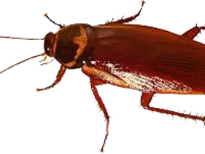 Close Up Cockroach Image PNG Image