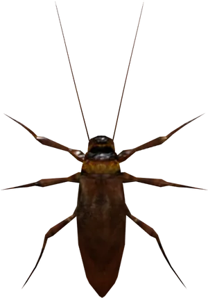 Close Up Cockroach Image PNG Image