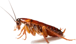 Close Up Cockroach Transparent Background PNG Image