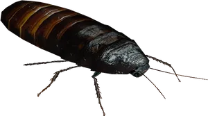 Close Up Cockroach Transparent Background PNG Image