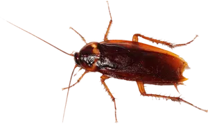 Close Up Cockroach Transparent Background PNG Image