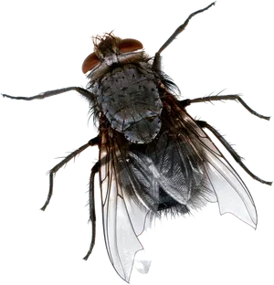 Close Up Common Housefly PNG Image