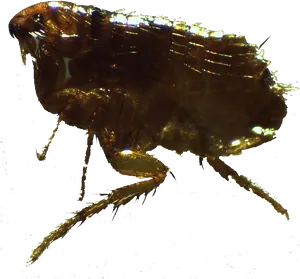 Close Up Flea Specimen PNG Image