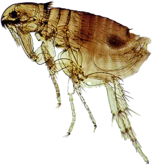 Close Up Flea Transparent Background PNG Image