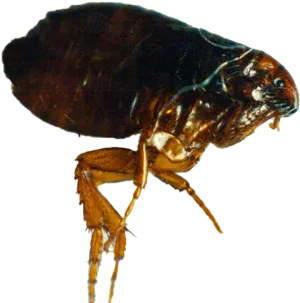 Close Up Flea Transparent Background.png PNG Image