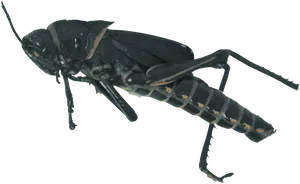 Close Up Grasshopper Isolated PNG Image