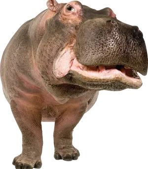 Close Up Hippo Smiling PNG Image