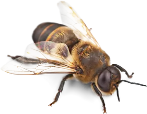 Close Up Honeybee Transparent Background PNG Image