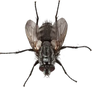 Close Up Housefly Isolated PNG Image