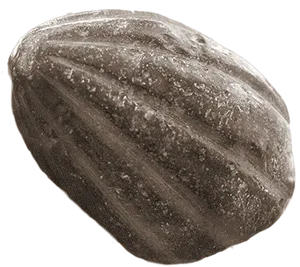 Close Up Imageof Squash Seed PNG Image