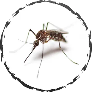 Close Up Mosquito Image PNG Image