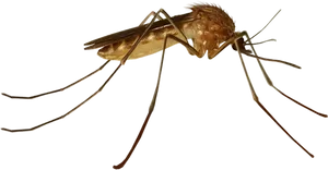 Close Up Mosquito Transparent Background PNG Image