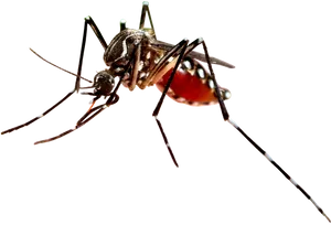 Close Up Mosquito Transparent Background PNG Image