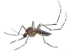 Close Up Mosquito Transparent Background PNG Image