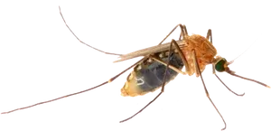 Close Up Mosquito Transparent Background PNG Image