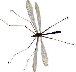 Close Up Mosquito Transparent Background PNG Image