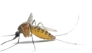 Close Up Mosquito Transparent Background PNG Image