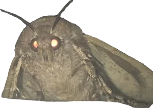 Close Up Moth Glowing Eyes PNG Image