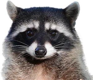 Close Up Raccoon Face PNG Image