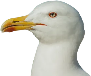 Close Up Seagull Portrait PNG Image