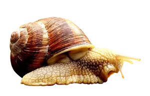 Close Up Snail Transparent Background.png PNG Image