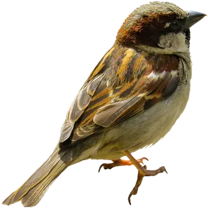 Close Up Sparrow Isolated PNG Image