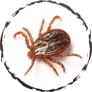 Close Up Tick Isolated PNG Image