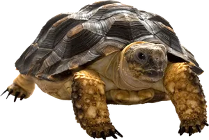 Close Up Tortoise Isolated Background.png PNG Image