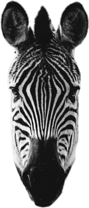 Close Up Zebra Head Portrait PNG Image