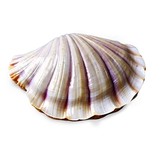 Closed Clam Shell Png 29 PNG Image