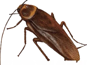 Closeup Brown Cockroach Graphic PNG Image