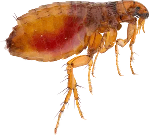 Closeup Flea Illustration.png PNG Image