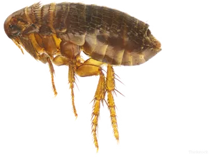 Closeup Flea Transparent Background PNG Image