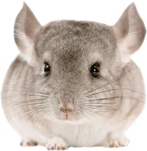 Closeup Gray Chinchilla.png PNG Image