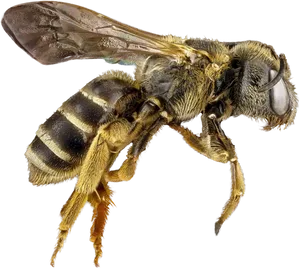 Closeup Honey Bee Transparent Background.png PNG Image