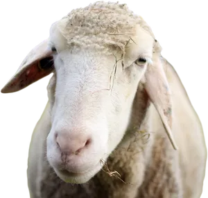 Closeup Portraitofa Sheep PNG Image