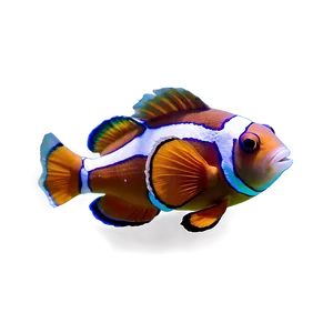 Clown Fish Transparent Png 05262024 PNG Image