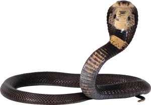 Cobra Snake Defensive Pose PNG Image