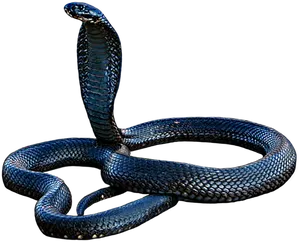 Cobra Snake Displaying Hood PNG Image