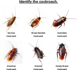 Cockroach Identification Chart PNG Image