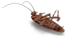 Cockroach Illustration Transparent Background PNG Image