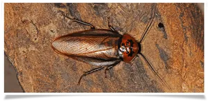 Cockroach_on_ Wooden_ Surface PNG Image