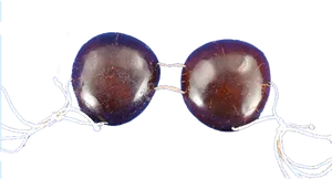Coconut Shell Sunglasses PNG