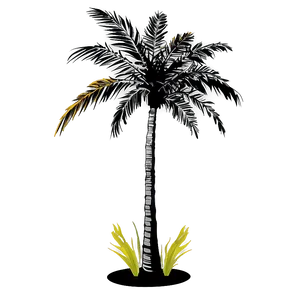 Coconut Tree Shadow Png 06202024 PNG Image