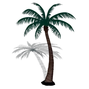 Coconut Tree Shadow Png 50 PNG Image