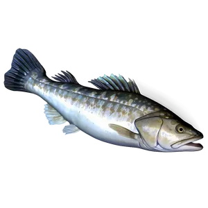 Cod Fish Texture Png Knc PNG Image