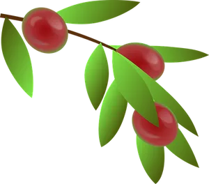 Coffee Cherries Illustration PNG Image